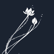 lotus renew